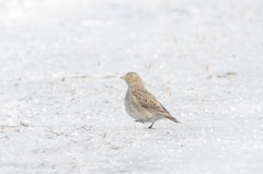 Melanocorypha yeltoniensis