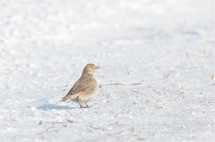 Melanocorypha yeltoniensis