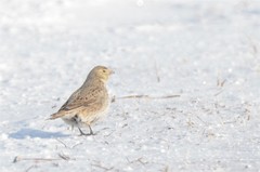Melanocorypha yeltoniensis