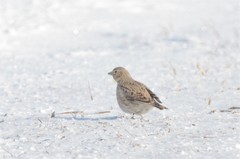 Melanocorypha yeltoniensis