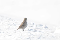 Melanocorypha yeltoniensis