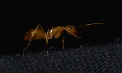 Camponotus chloroticus