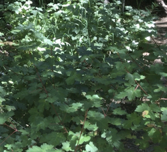 Acer grandidentatum
