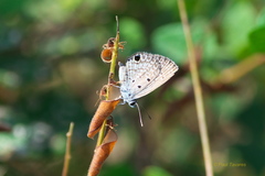 Hemiargus ceraunus filenus