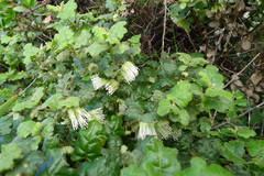 Chorilaena quercifolia