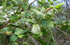 Chorilaena quercifolia