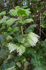 Chorilaena quercifolia