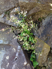 Micranthes petiolaris