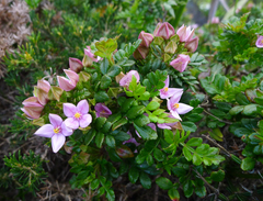 Boronia alata