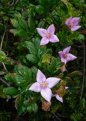 Boronia alata