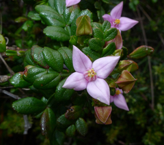 Boronia alata