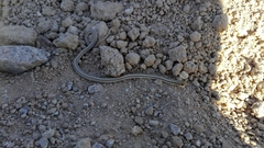 Salvadora hexalepis hexalepis