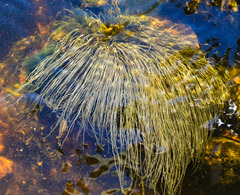 Cladophora rupestris