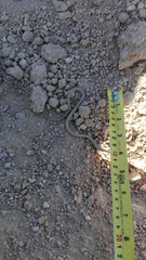 Salvadora hexalepis hexalepis