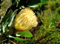 Protea lacticolor
