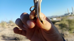 Salvadora hexalepis hexalepis