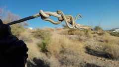 Salvadora hexalepis hexalepis