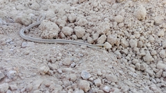 Salvadora hexalepis hexalepis