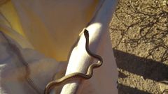 Salvadora hexalepis hexalepis