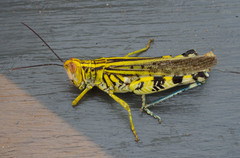 Zebratula flavonigra