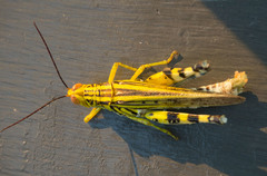 Zebratula flavonigra