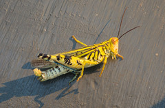 Zebratula flavonigra