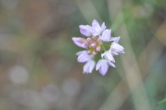Allium bidentatum