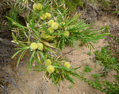 Acanthocarpus