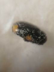 Cryptocephalus moraei