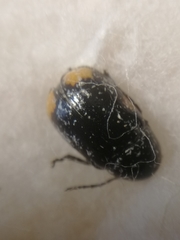 Cryptocephalus moraei