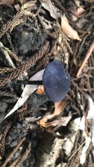 Entoloma panniculus
