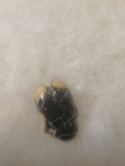 Cryptocephalus moraei