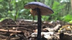 Entoloma panniculus