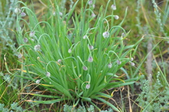 Allium senescens