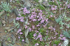 Thymus gobicus