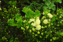 Acacia littorea