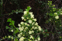 Acacia littorea