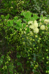 Acacia littorea