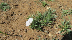 Convolvulus ammannii