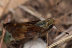 Lon melane vitellina