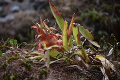 Tillandsia imperialis