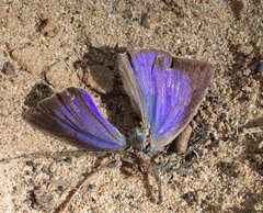 Arhopala eupolis