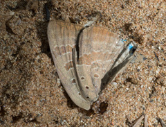 Arhopala eupolis