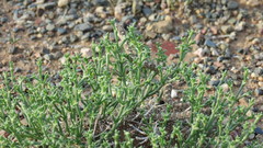 Anabasis brevifolia