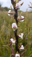 Prasophyllum fimbria