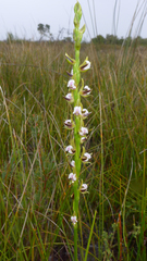 Prasophyllum fimbria
