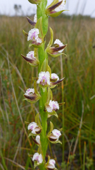 Prasophyllum fimbria