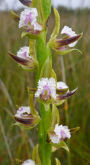 Prasophyllum fimbria