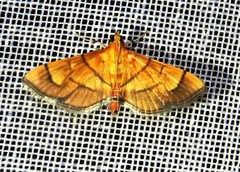 Orphanostigma