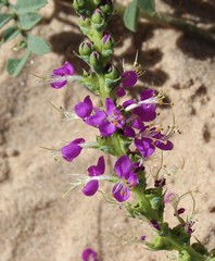 Dalea lanata